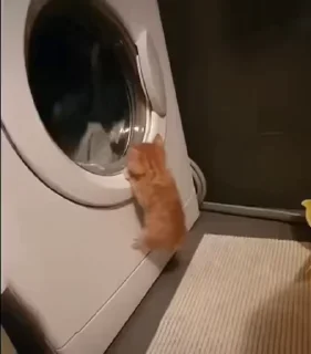 🐈