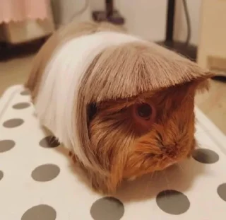 🐹