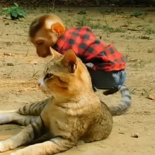 🐈