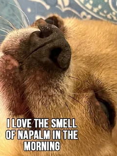 👃