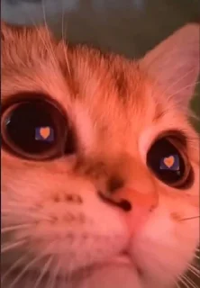 🐱