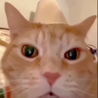 🐈
