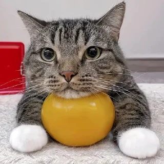 🌟