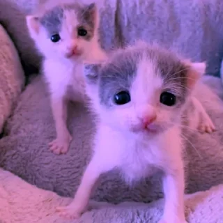 💜