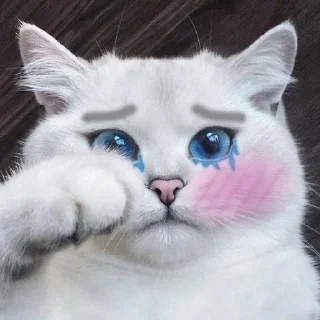 🐱