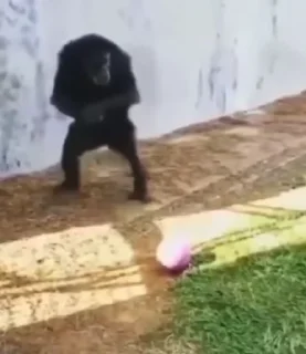 🏉