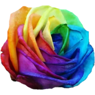 🌹