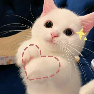 🐈