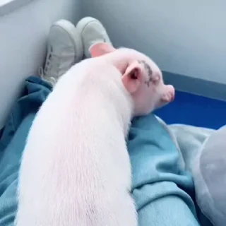 🐽