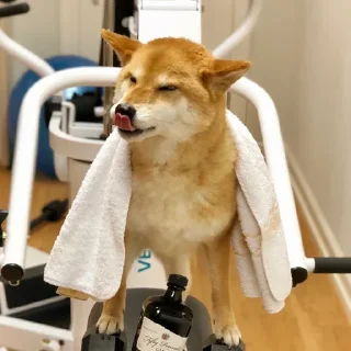 🐶