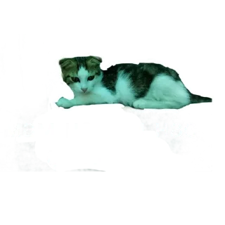 😶