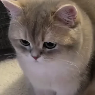 🐈‍⬛️