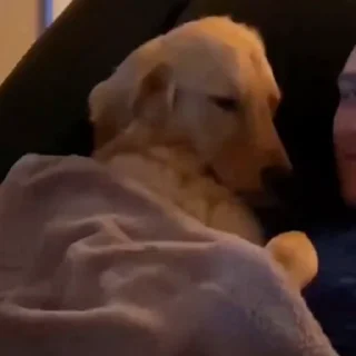 🐩