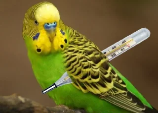 🤒