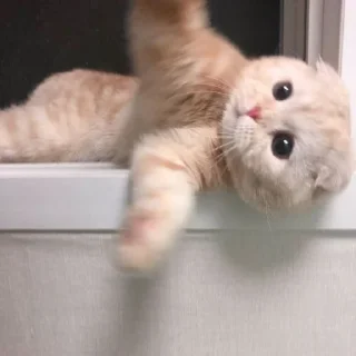 🐱