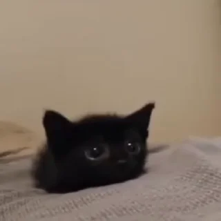 😼