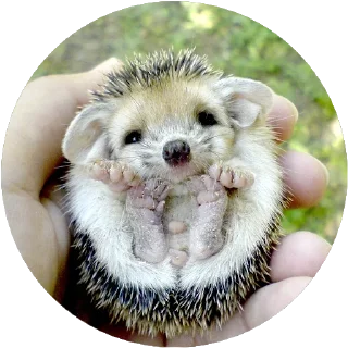 🐾