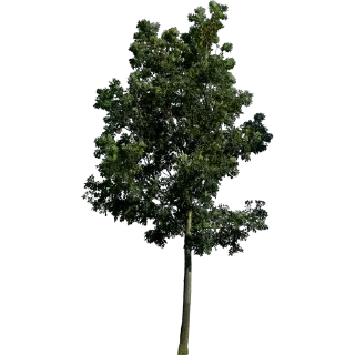 🌳