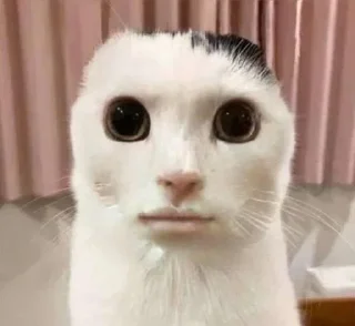 😺