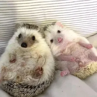 💕