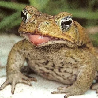 😋