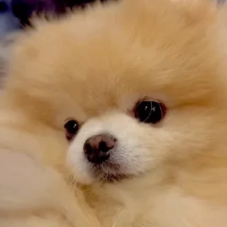 🤩