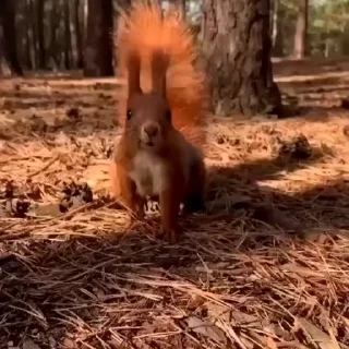 🤩