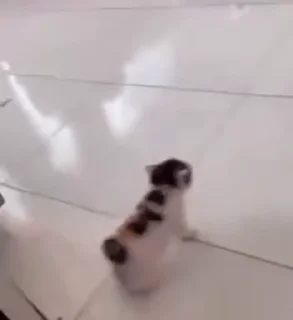 🤪
