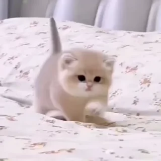 🌟