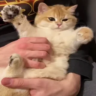 🐱