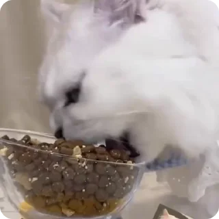 🥘