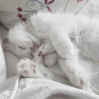 😴