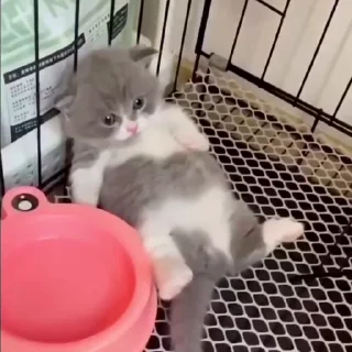🐈‍⬛