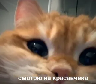 😻