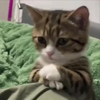🐈‍⬛