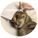 😿