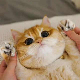 🐈