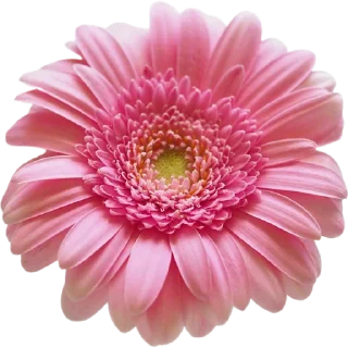 🌸