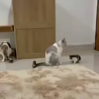 😼