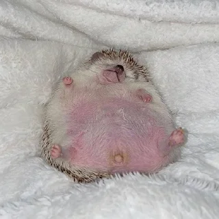 🦔