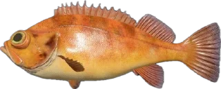 🎣