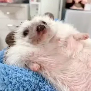 🦔