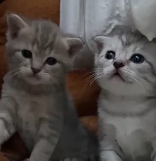 👬
