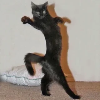 🐾