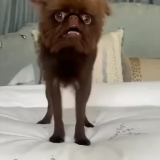 🐶