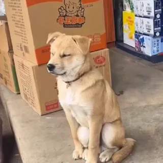 🐩