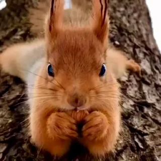 🤩
