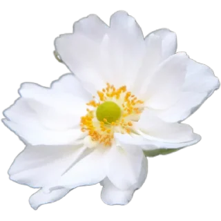 🌼