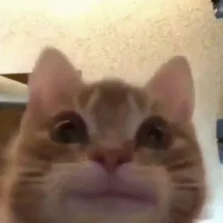 🐾