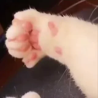 🐾